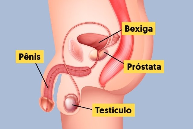 Read more about the article O que é próstata?